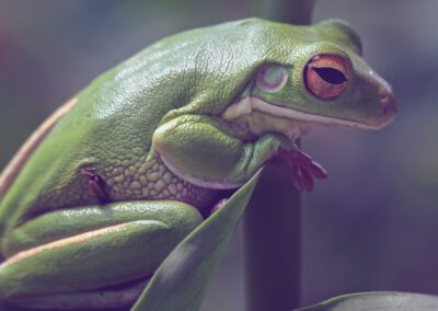 Kambo